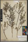 Foto von Salix repens subsp. rosmarinifolia (L.) Andersson